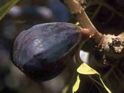 Lsu-Purple-Figs-for-weight-loss.jpg