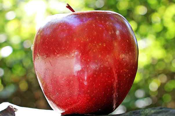  Liberty apple varieties 