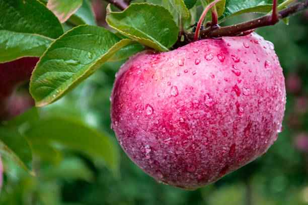  Macoun apple varieties 