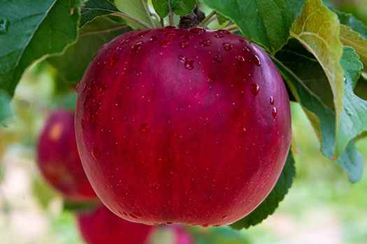   Paul area apple varieties 