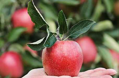  Jonagold apple varieties 