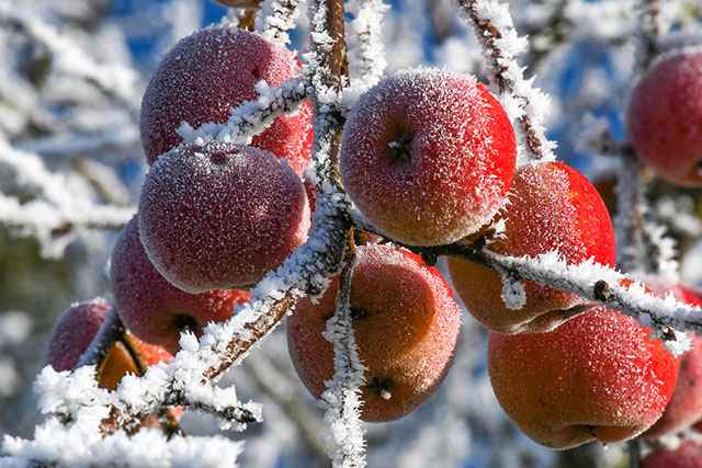  Snow Sweet apple varieties 