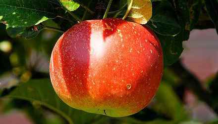  Zestar apple varieties 